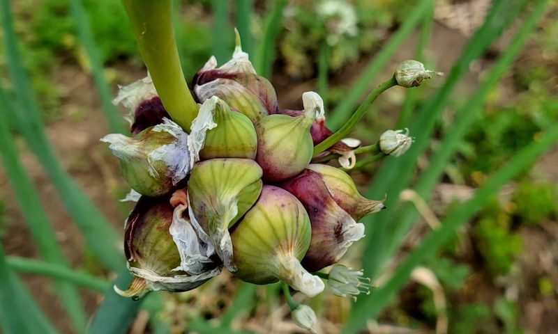 Egyptian Walking Onion