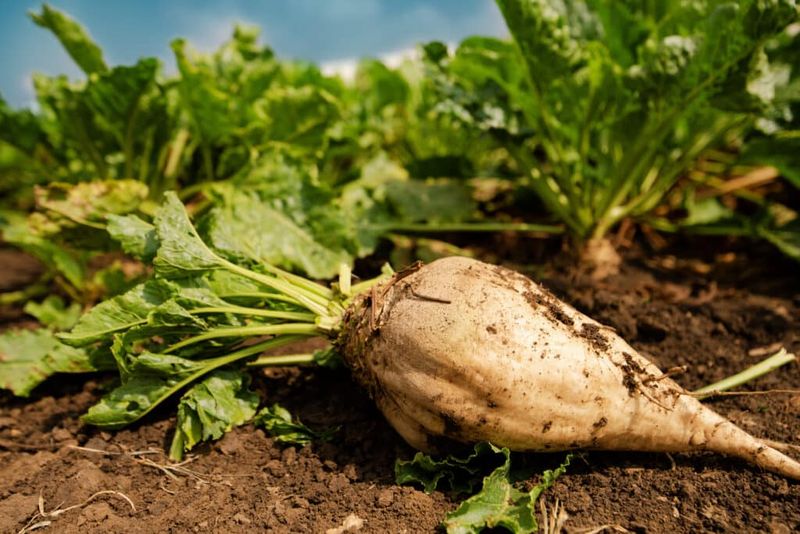 Sugar Beets