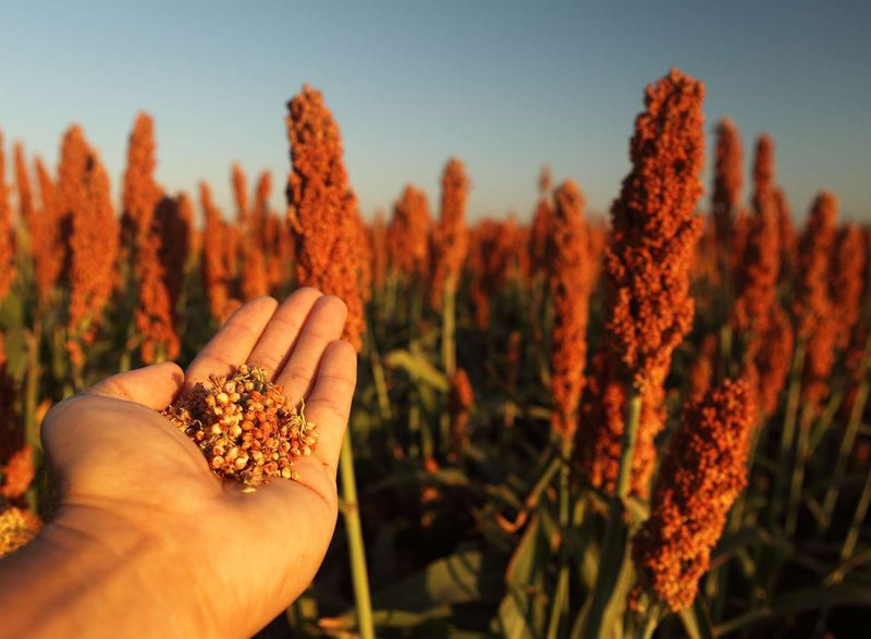 Sorghum