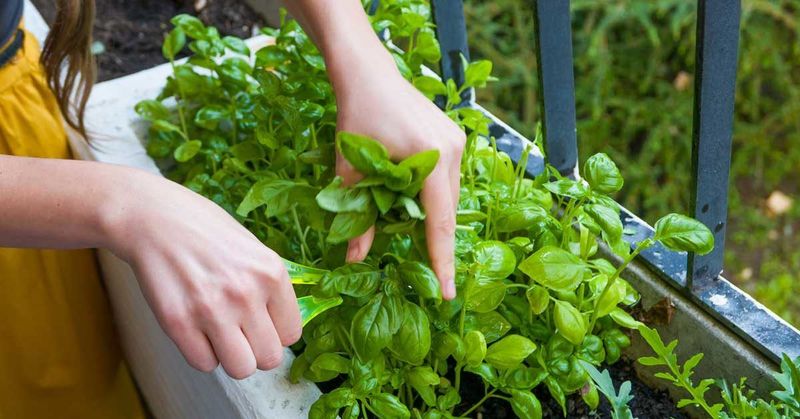 Basil
