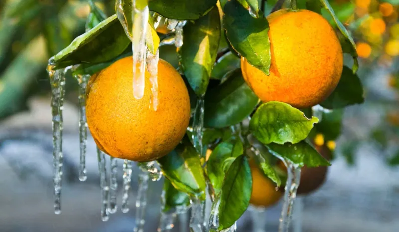 Oranges