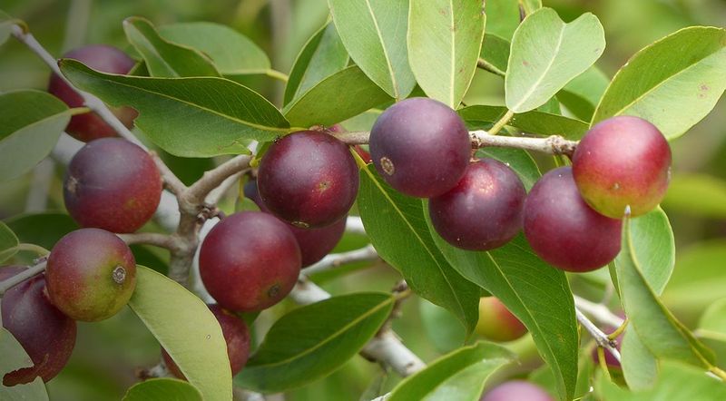 Camu Camu