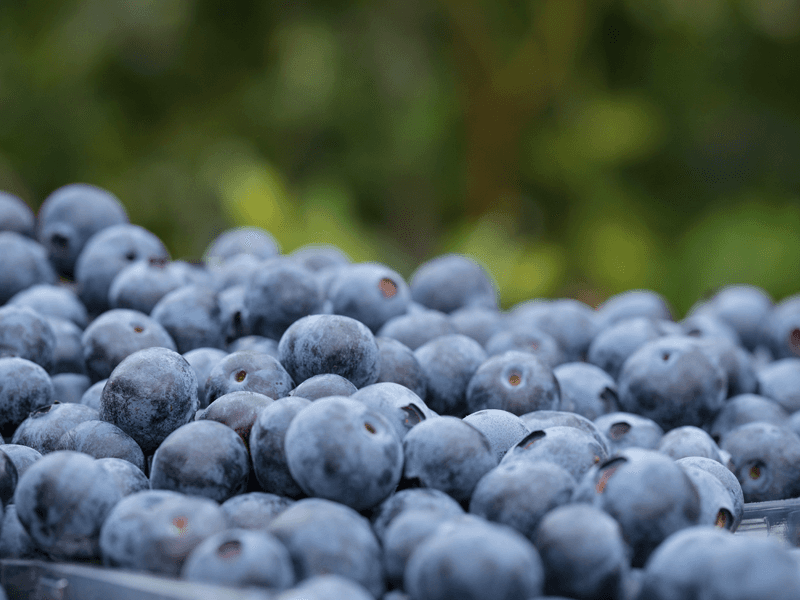 Blueberries