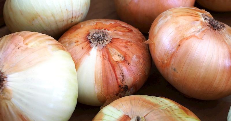 Maui Onion
