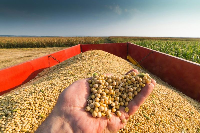 Soybeans