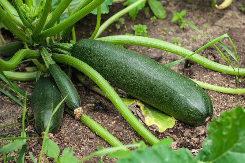 Zucchini