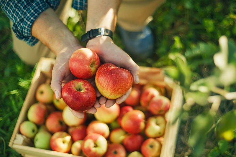 Apples