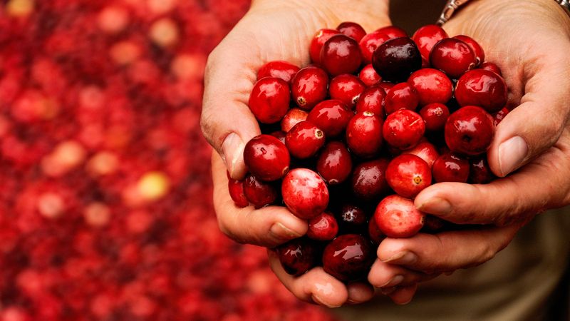 Aminotriazole Herbicide-Treated Cranberries