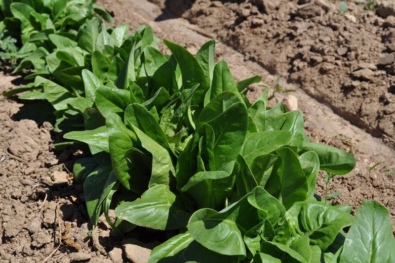 Amish Deer Tongue Lettuce