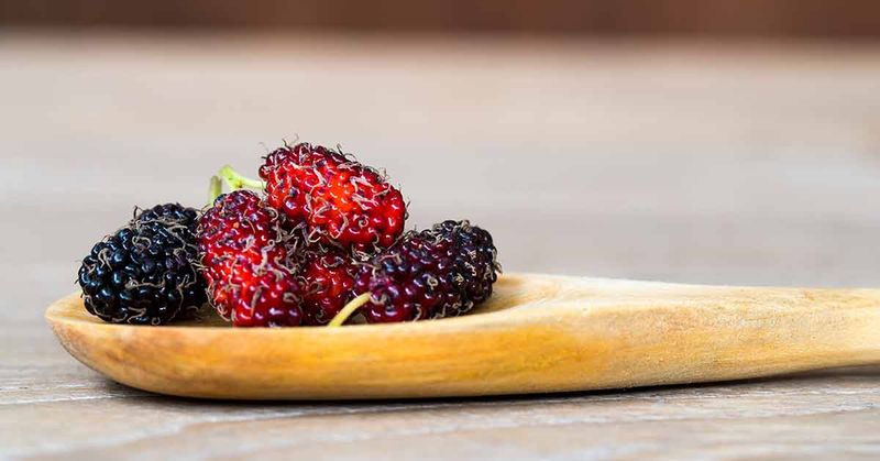 Mulberries