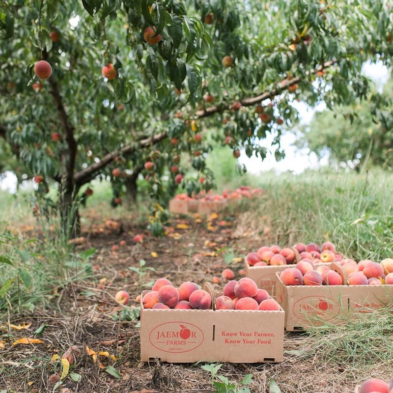 Georgia: Peachy Plates