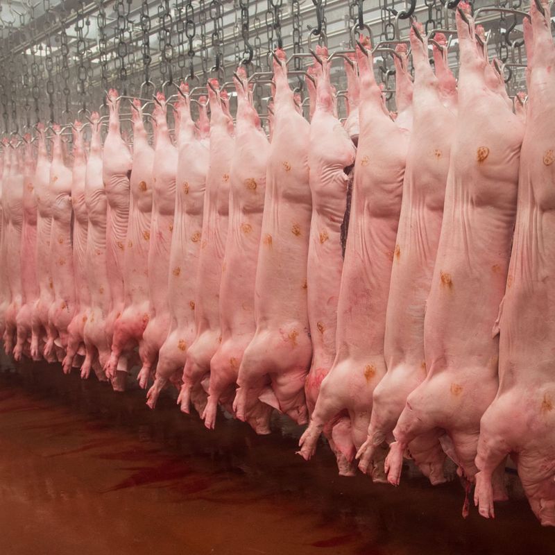 American Pork