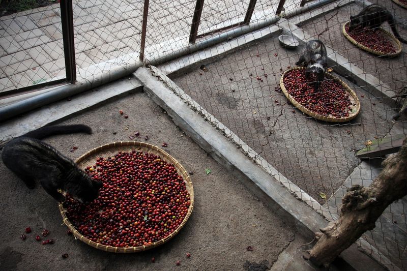 Kopi Luwak (Civet Coffee)
