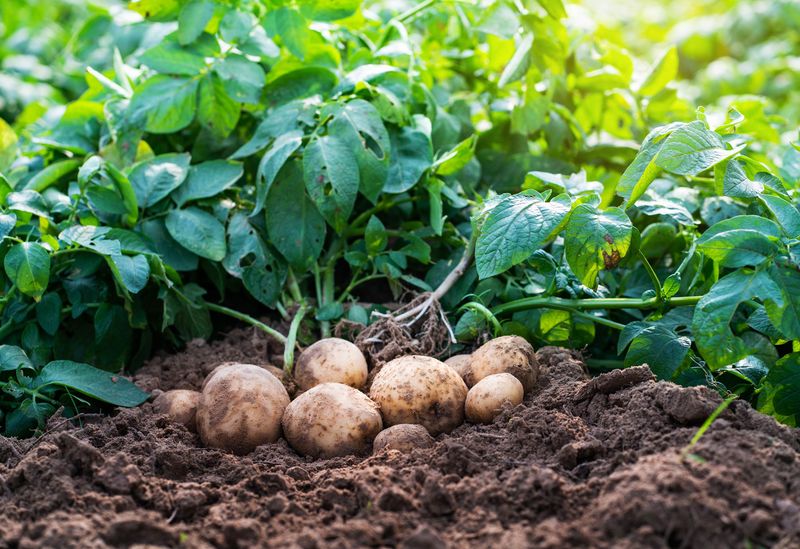 Idaho: Potato Pleasures