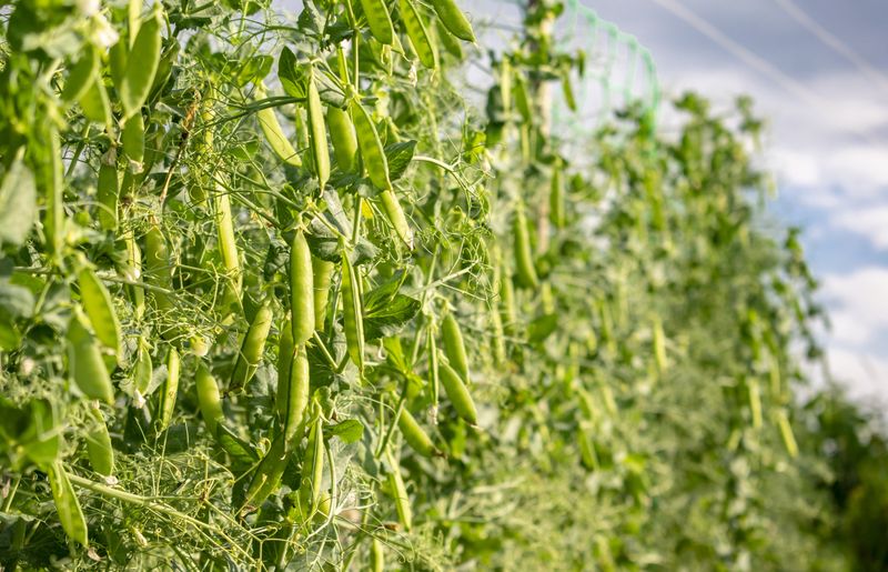 Amish Snap Peas