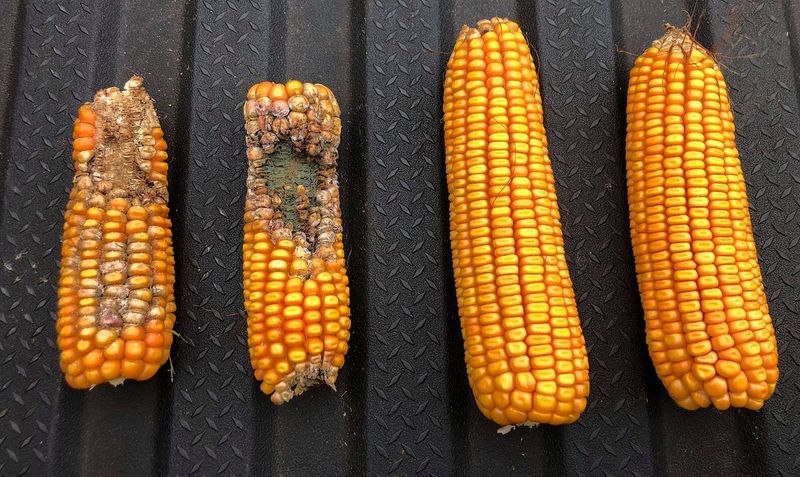 Corn