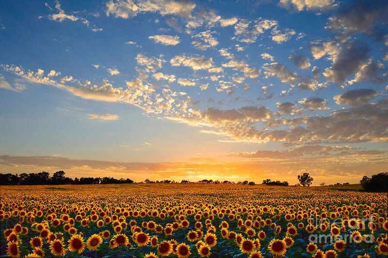 Kansas: The Sunflower Swirl Shake