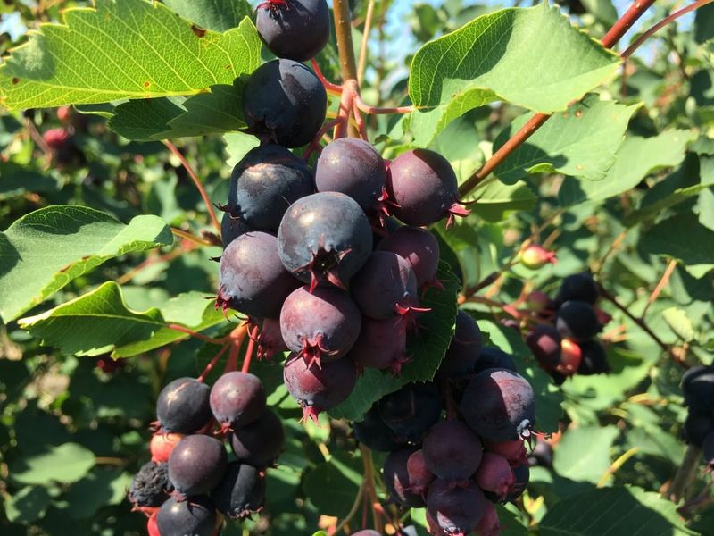 Saskatoon Berries