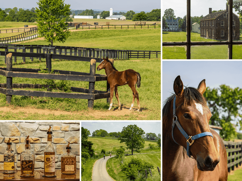 Kentucky: Bluegrass Bites