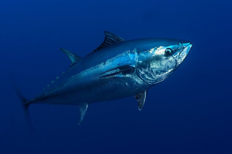 Mercury in Fish