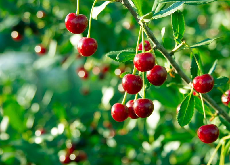 Cherries