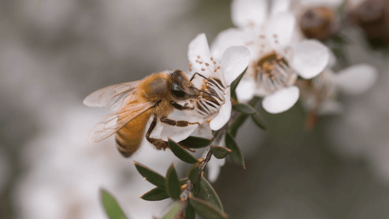 Mānuka Trees and Bees