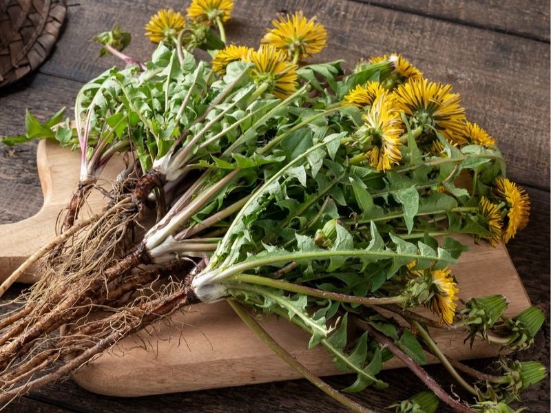 Dandelion Root