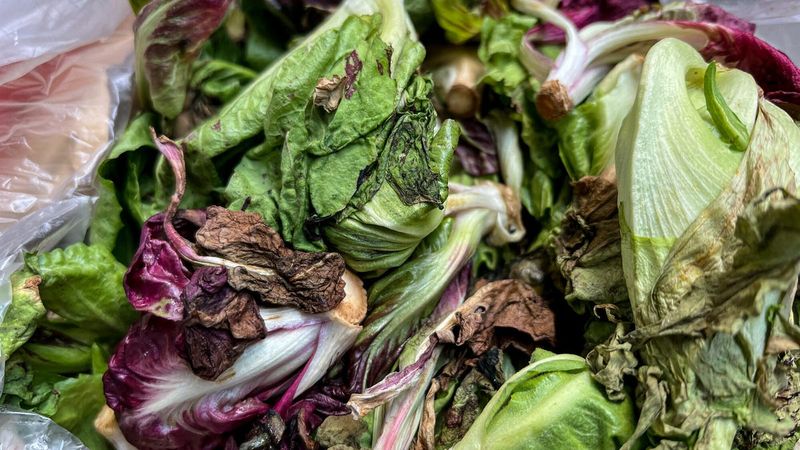 Wilted Lettuce