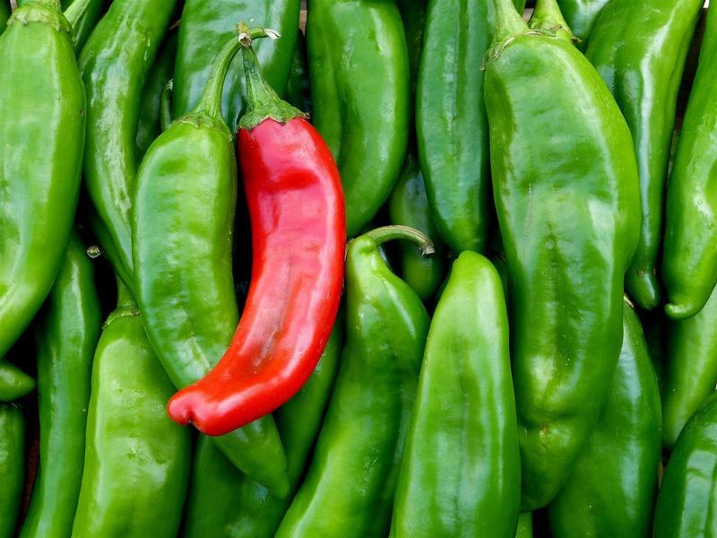 New Mexico: Hatch Chile Co.