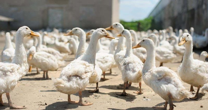 Using Low-Quality Duck