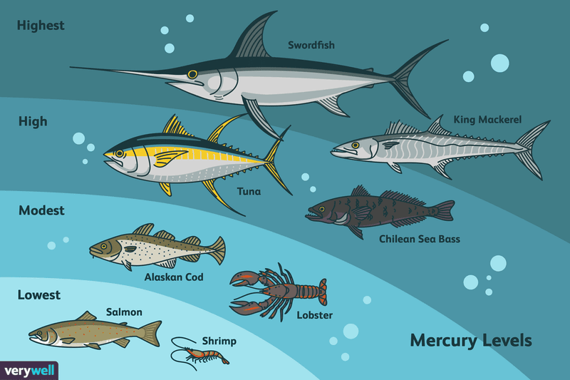 Mercury Concerns
