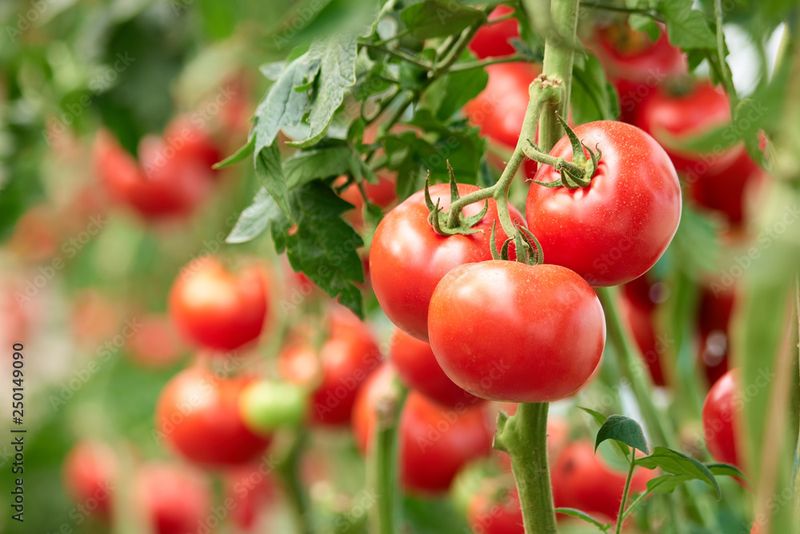 Tomatoes