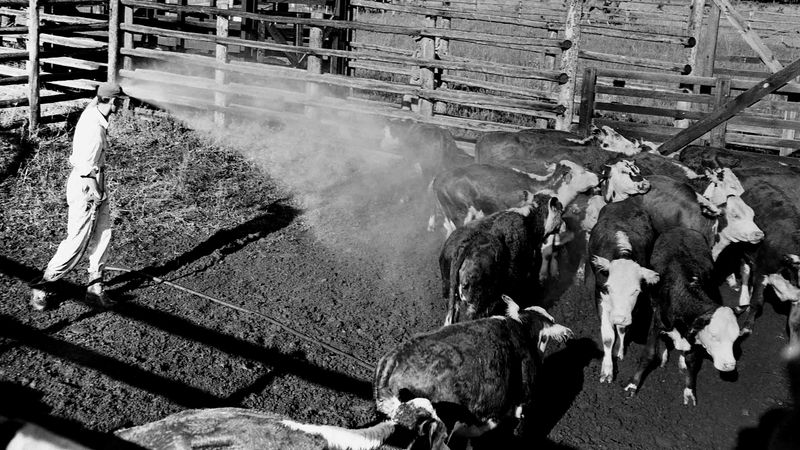 DDT-Contaminated Produce