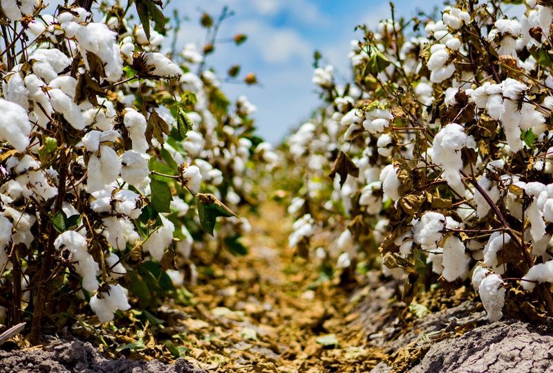 Cottonseed Oil