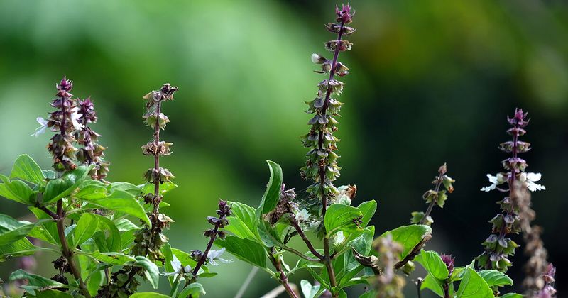 Holy Basil