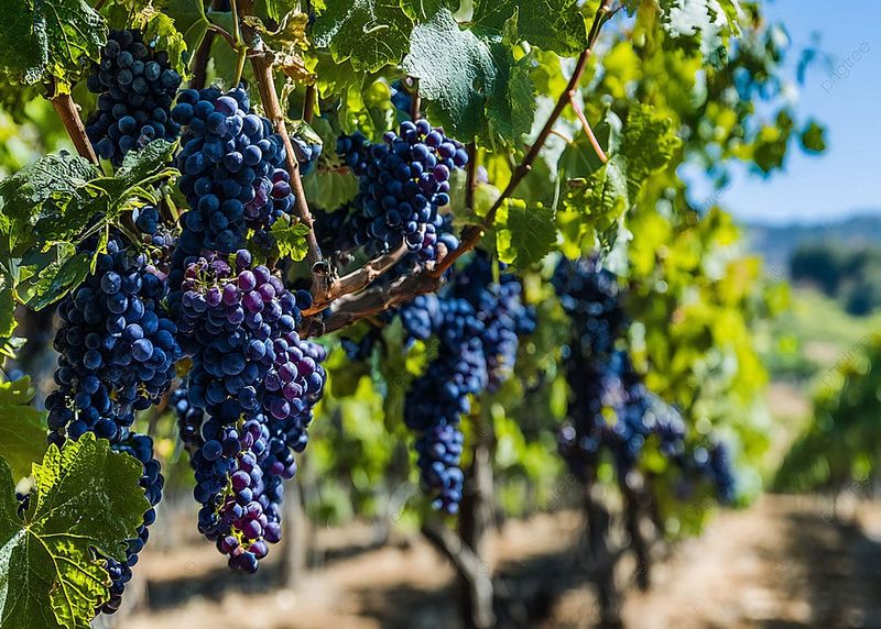 Grapes