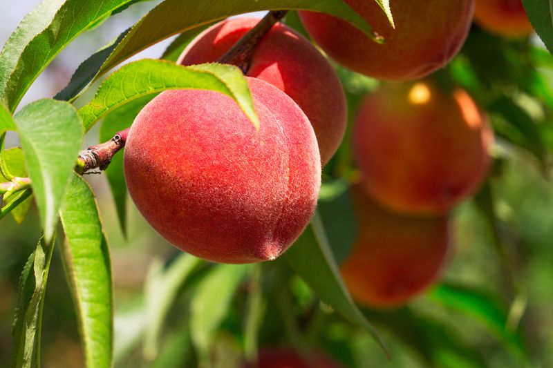 Stone Fruits (Plums, Apricots)