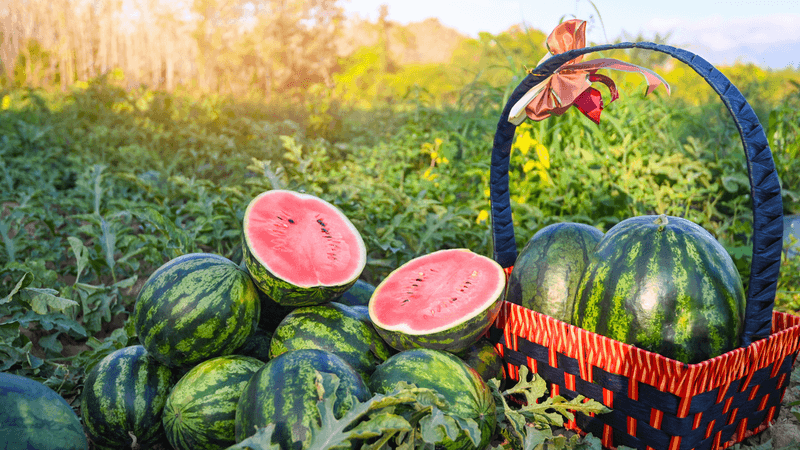 Watermelons