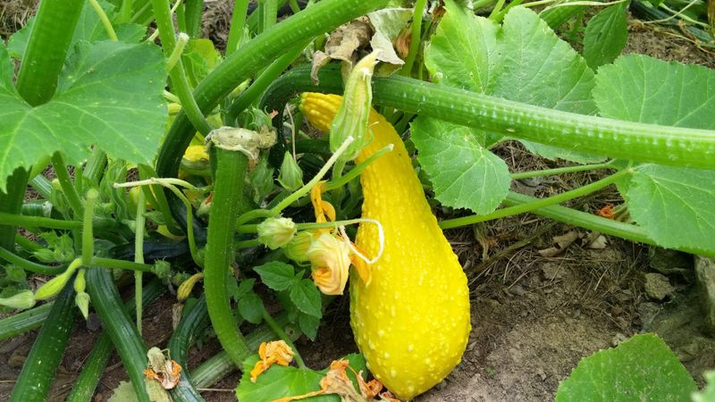 Yellow Squash