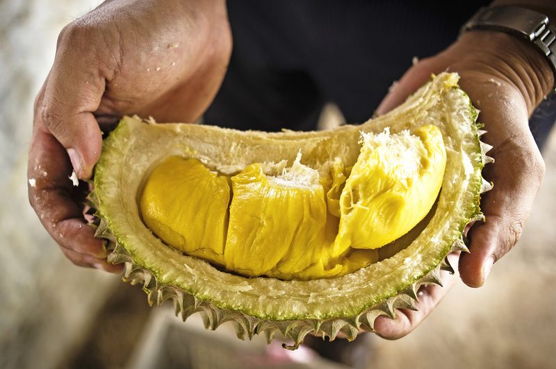Durian Season