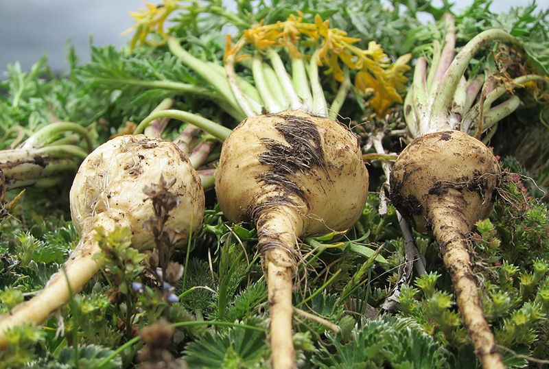 Maca Root