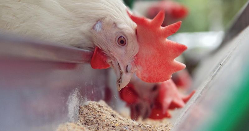 Arsenic in Chicken Feed