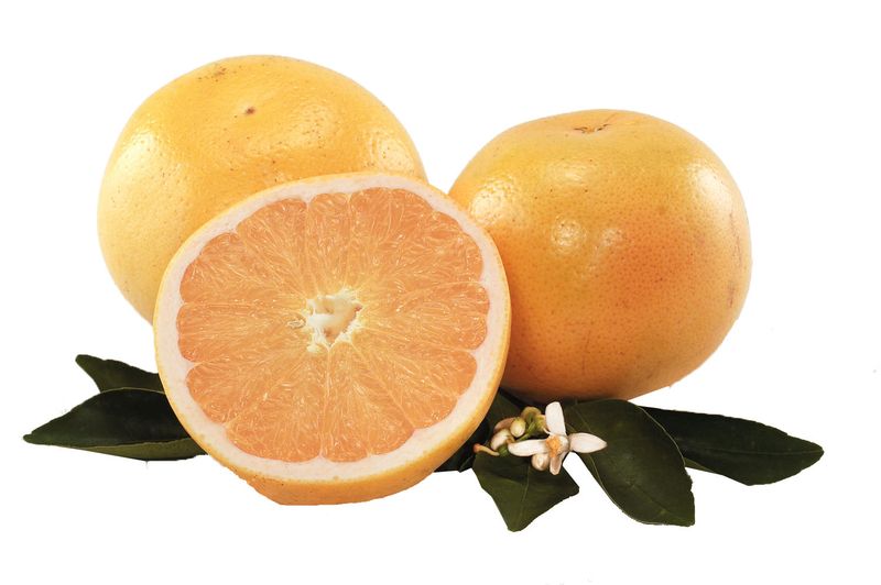 White Marsh Grapefruit