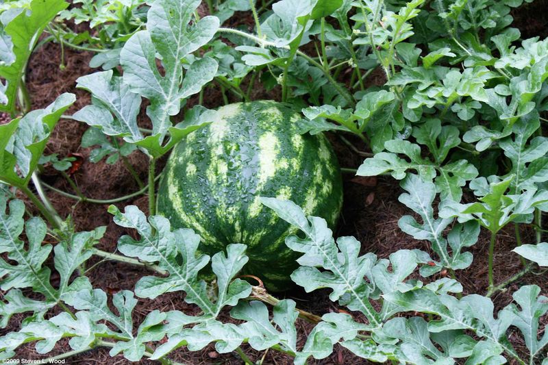 Amish Moon and Stars Watermelon