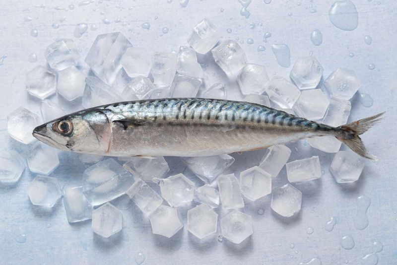 Mackerel