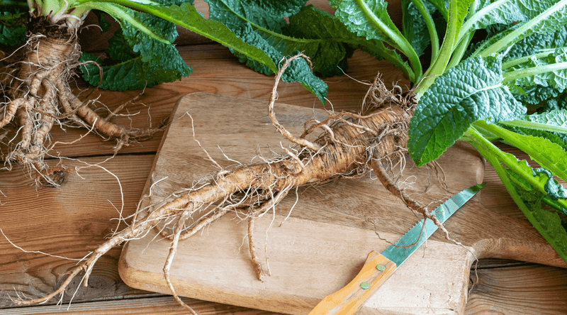 Burdock Root