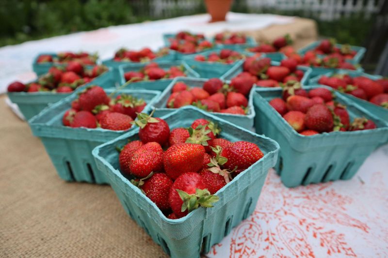 Strawberry Festivals