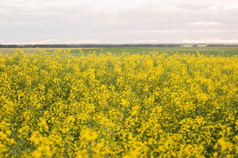 Canola Oil