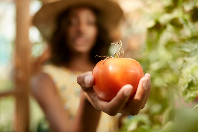 Tomatoes