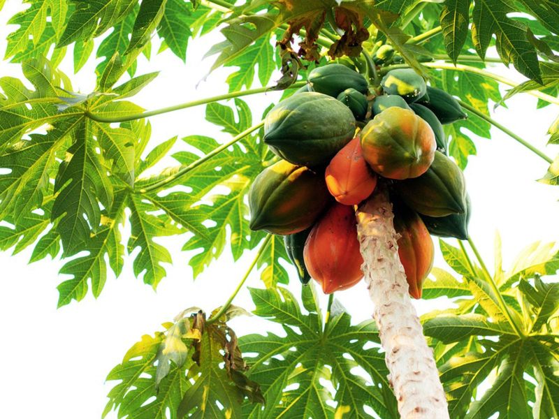 Papaya